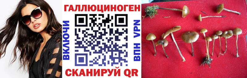Купить где  Бикин  Псилоцибиновые грибы Cubensis 